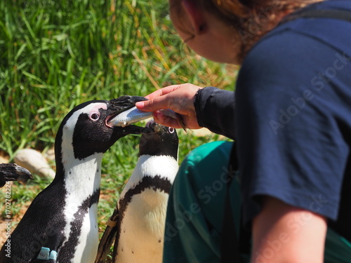 Pinguine in der Aufzuchtstation in Kapstadt