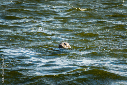 The head of a grey seal rises above the gentle, dark waves of the Baltic Sea, its wet, shiny head reflected in the calm water's surface
