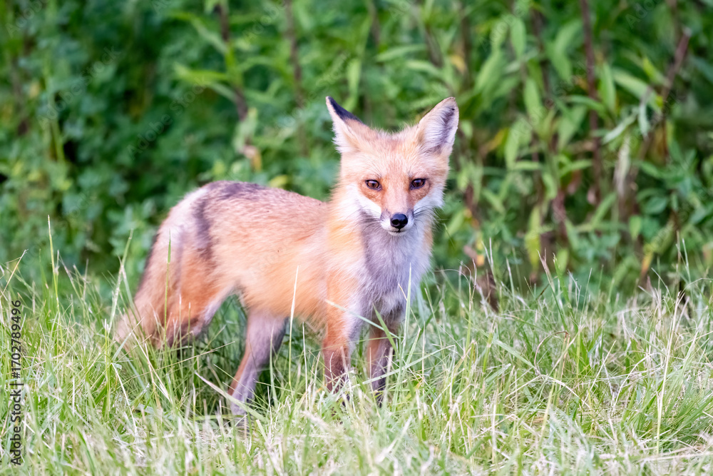 Fototapeta premium red fox in the wild