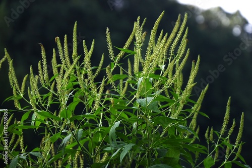 Wallpaper Mural Giant ragweed (Ambrosia trifida). Asteraceae annual weeds. A monoecious, wind-pollinated plant that causes hay fever.
 Torontodigital.ca