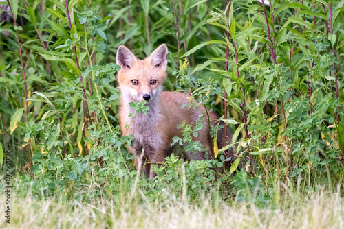 fox in the grass