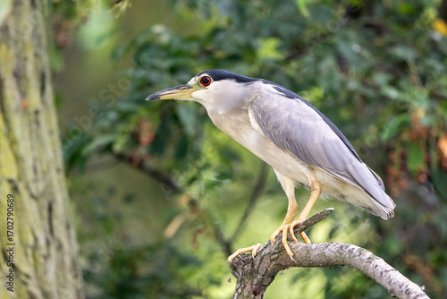 black crowned night heron on a branch