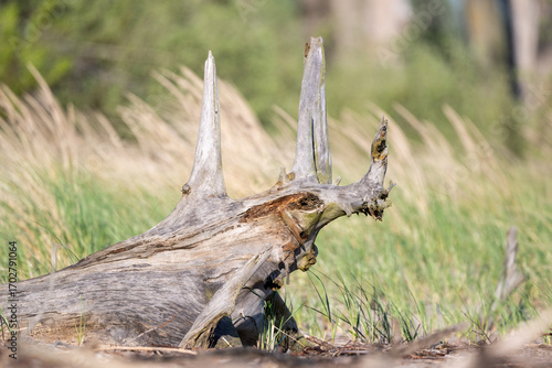 Driftwood that looks like a rhinoceros 