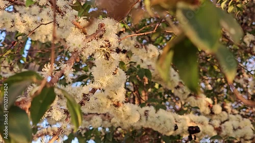 Jaboticaba flowering and bees pollinating in Brazil, natural light, selective focus. 4k.