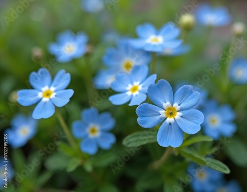 Delicate blue forget-me-nots bloom in summer garden. Small flowers, myosotis, symbolize romance, holidays, amazing moments. Perfect for wedding decorations, botanical designs. Natural freshness,