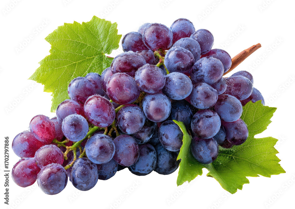 Fototapeta premium Close-up of a bunch of purple grapes with leaves