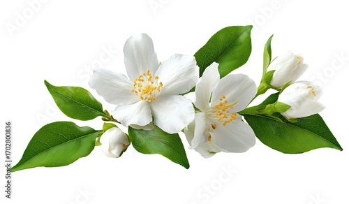 Close-up of white jasmine blossoms with green leaves