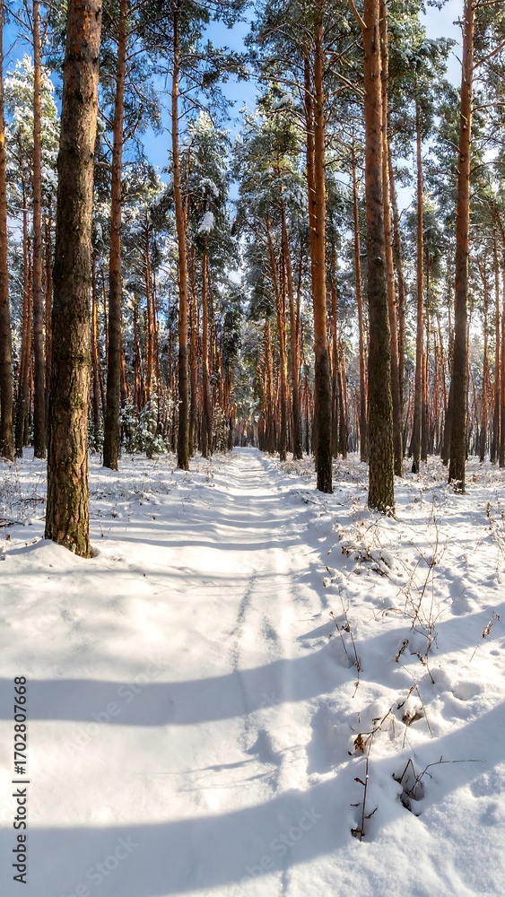 Fototapeta premium Winter forest path (1)