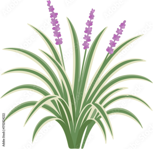 Variegated Liriope Illustration – Purple Flowering Groundcover Plant Vector