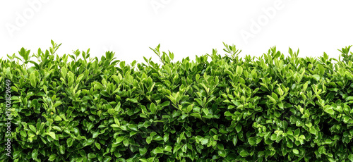 Lush green hedge with closely packed leaves