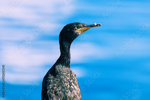 cormoran