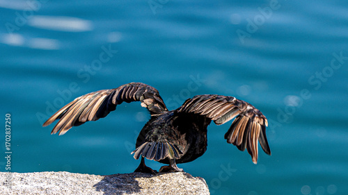cormoran