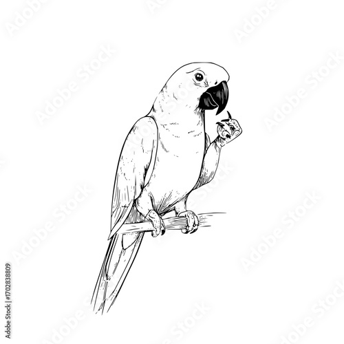 Detailed line art drawing of a parrot perched on a branch eating a seed vector illustration artwork