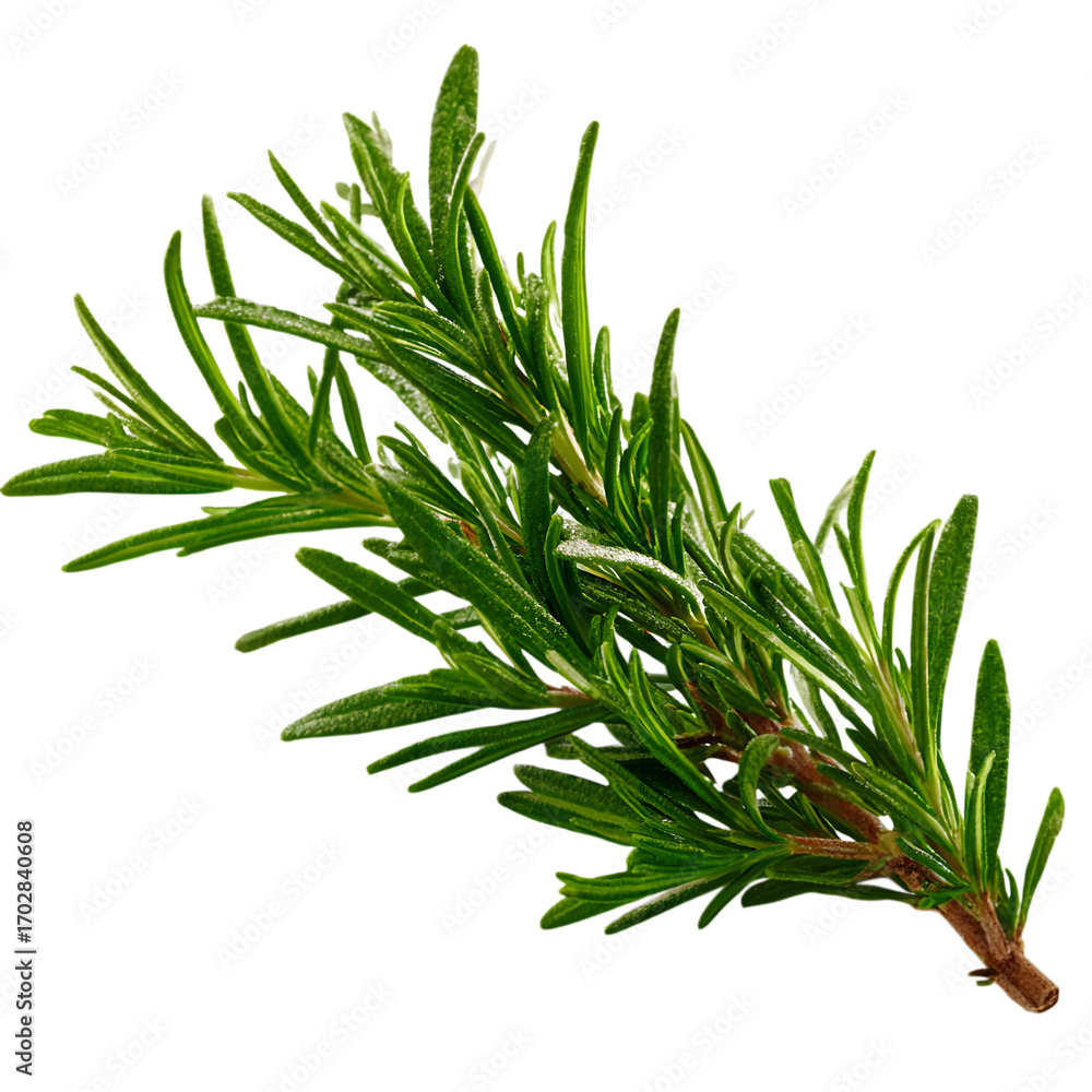 Fototapeta premium Fresh rosemary sprig for culinary and herbal uses on transparent background