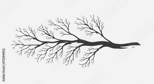 Artistic silhouette of a barren tree branch in winter stark against a white backdrop