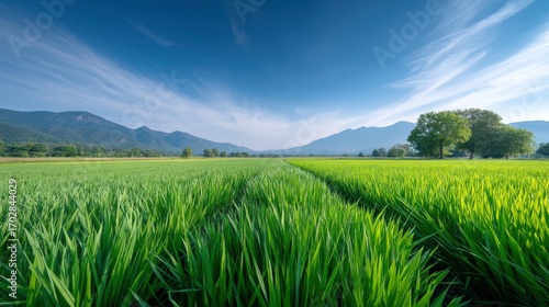 Lush Green Rice Fields with Mountains and Vibrant Blue Sky Landscape Photography