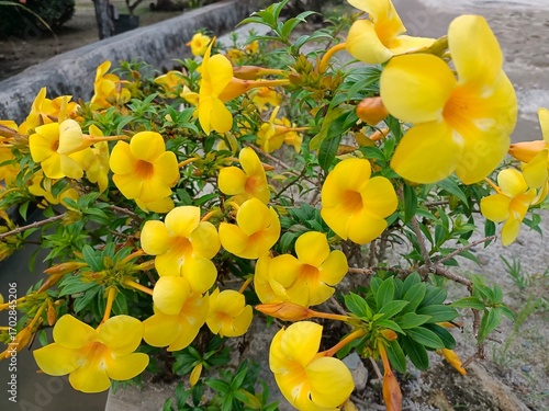 Close up of Allamanda flower (Allamanda cathartica), also known as Bunga Terompet Emas, Bunga Lonceng Kuning, atau Bunga Buttercup