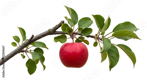 Single red apple on a branch with leaves fruit