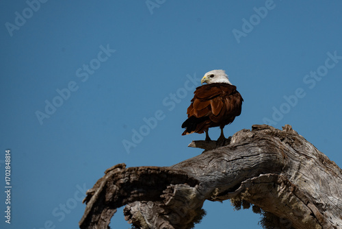 Brahminy Kite  perched on a tree branch on a sunny day 