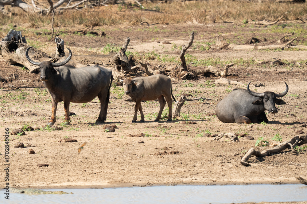 Obraz premium wild buffalo in Lake yala National Park in srilanka