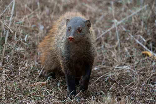 Photography The striped-neck mongoose in posing in the glorious morning light at Kumana Nati