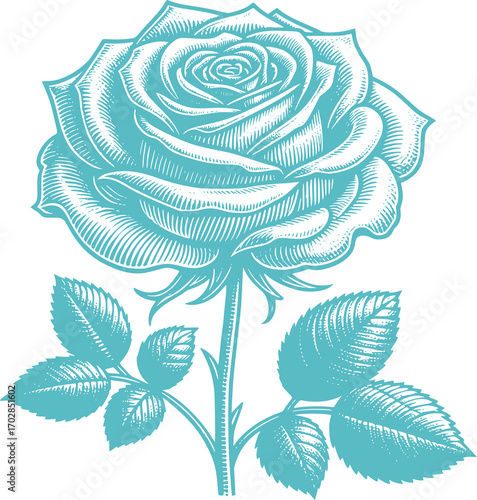 vector illustration of a blue rose