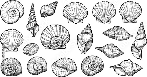 sea shell collection hand drawn vector in outline style
