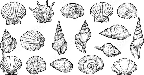 sea shell collection hand drawn vector in outline style
