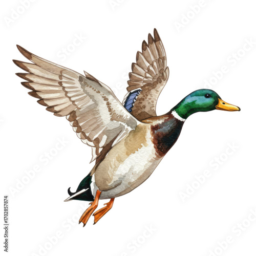 A Mallard Duck in Flight Against a Blurred Background: Detailed Illustration of a Brown and Green Bird with Spread Wings, Suitable for Textile
