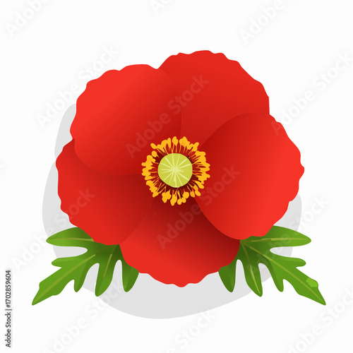 Klatschmohn