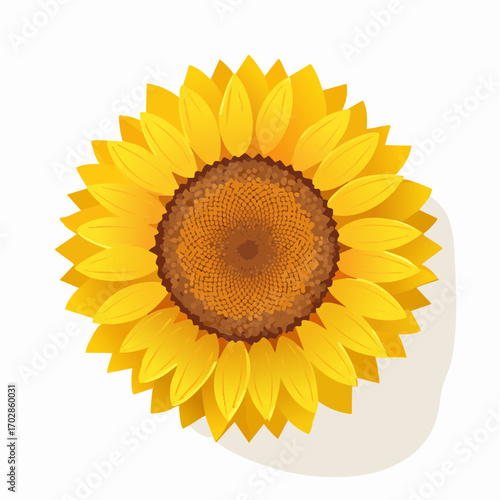 Sonnenblume