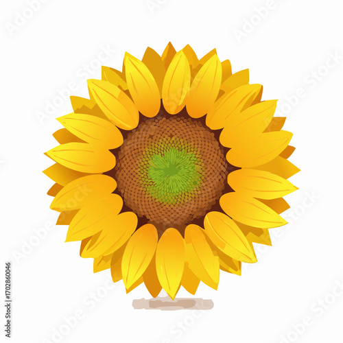Sonnenblume