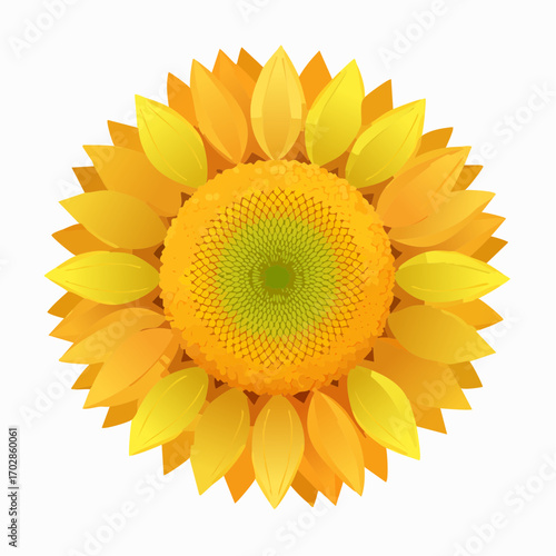 Sonnenblume