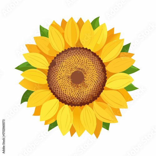 Sonnenblume