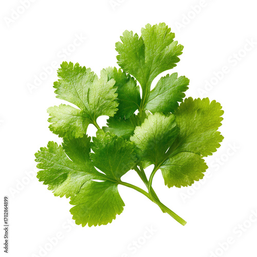 Close-up of fresh cilantro leaves. Bright green, detailed leaves clustered together, isolated against a black background