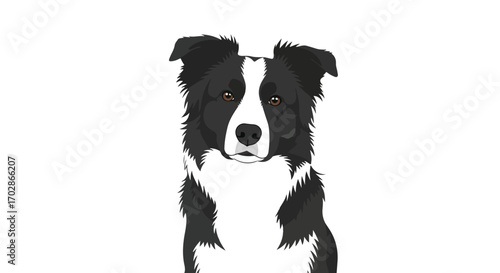 Elegant illustration featuring the head and shoulders of a Border Collie with a detailed coat and symmetrical facial markings against a stark white