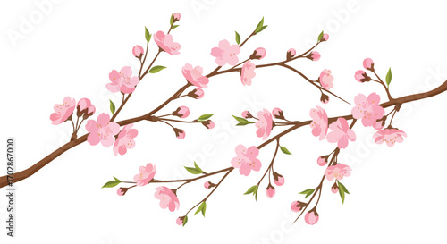 Delicate cherry blossom branches on a pristine white backdrop, conveying a sense of spring renewal and tranquil beauty within an illustrative