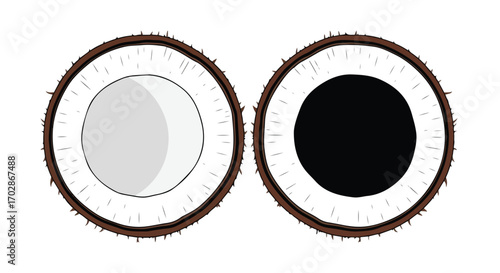 Halved coconuts exhibiting light and dark shades revealing contrast illustration with detailed husk texture and simple design on a white backdrop