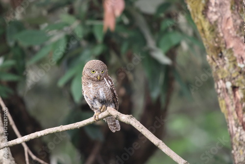 Photography The Asian barred owlet (Glaucidium cuculoides), also known as the cuckoo owlet, is a species of pygmy owl