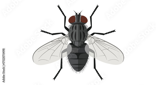 Detailed vector illustration of a housefly, showcasing its segmented body and transparent wings against a clean white backdrop symbolizing