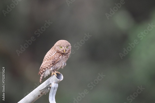 Photography The Asian barred owlet (Glaucidium cuculoides), also known as the cuckoo owlet, is a species of pygmy owl