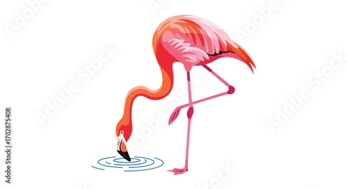 Elegant flamingo illustration with graceful pose and vibrant pink plumage near rippling water circles on clean white backdrop