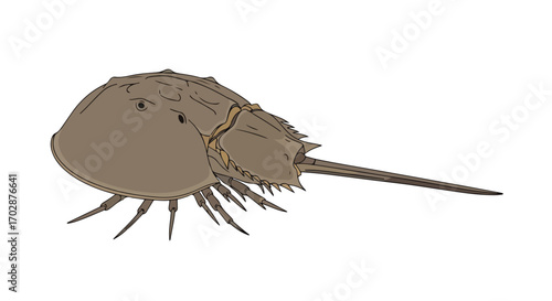 Horseshoe Crab Illustration: A Detailed View of an Ancient Marine Arthropod Depicted on Clean White Backdrop