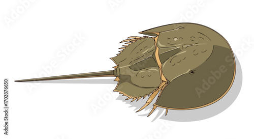 Digital illustration showcasing the unique anatomy of a horseshoe crab against a clean backdrop, highlighting its evolutionary significance and