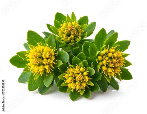 Radiant Rhodiola Rosea: A Botanical Display of Golden Flowers and Greenery