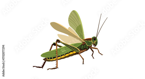 Detailed vector illustration showcasing a grasshopper with wings poised for flight on a plain backdrop, emphasizing its form and anatomy