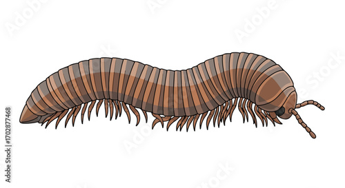 Detailed vector illustration showcasing a millipede with its segmented body and multiple legs against a clean white background