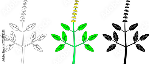 outline silhouette Ocimum tenuiflorum icon set