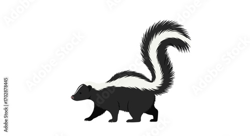 Striking black and white skunk with fluffy tail, a vector illustration on a plain white backdrop, showcasing simple details and a side profile,