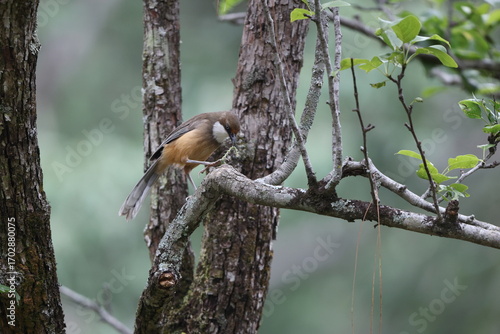 Canvas Print The white-throated laughingthrush (Pterorhinus albogularis) is a species of passerine bird in the family Leiothrichidae